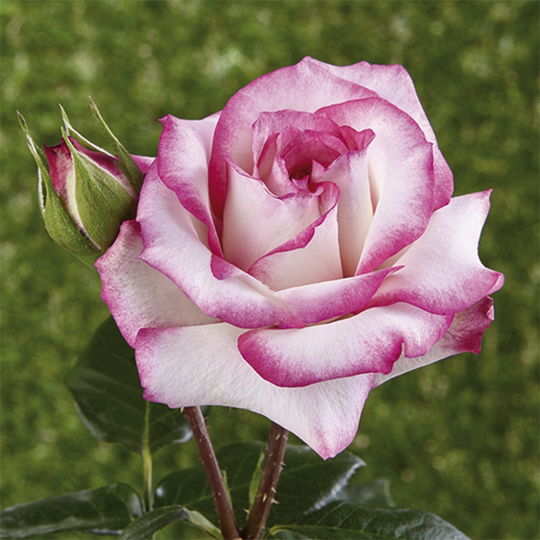 Катерливи и увивни рози