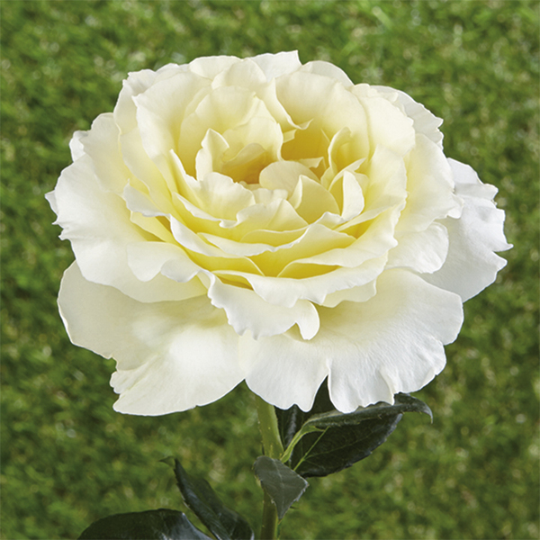 Почвопокривни рози